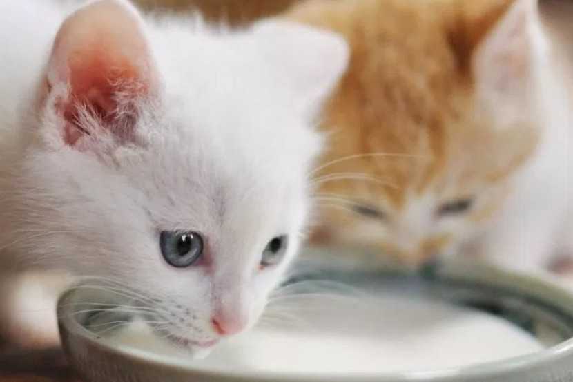 Berikut Cara Mengobati Kucing Keracunan