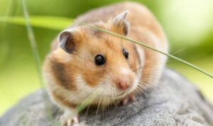 Cara Memandikan Hamster yang Benar Agar Hamster Bersih dan Sehat