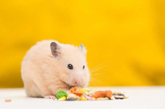 6 Jenis Makanan Hamster Terbaik, Paling Aman, dan Menyehatkan