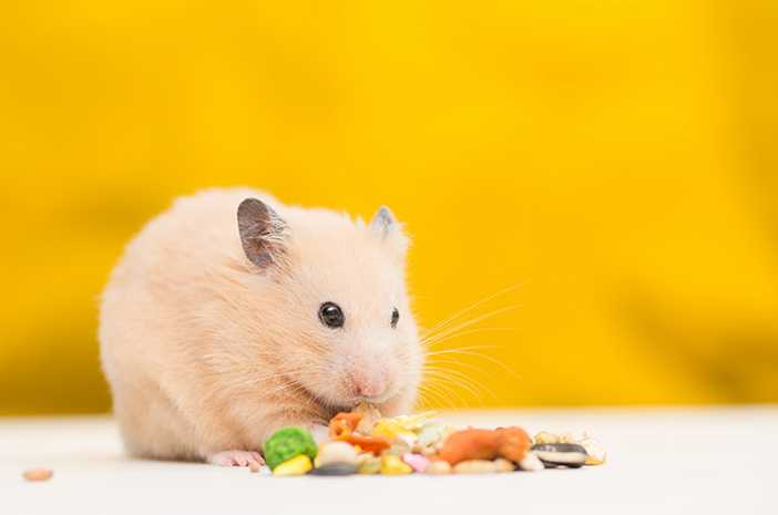 6 Jenis Makanan Hamster Terbaik, Paling Aman, dan Menyehatkan
