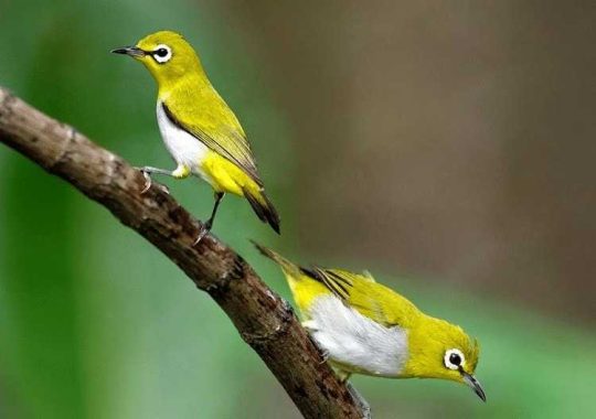 7 Makanan Burung Pleci agar Bunyi Makin Lantang dan Nyaring