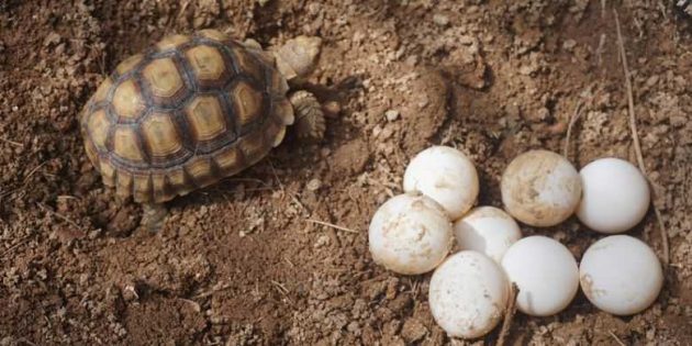 Cara Menetaskan Telur Kura-kura Tanpa Indukan yang Efektif