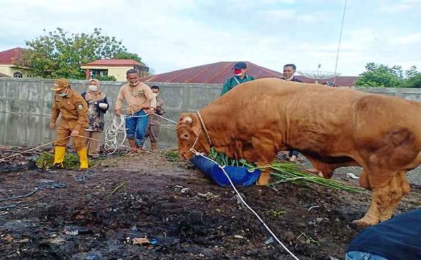 Sapi limosin Jokowi