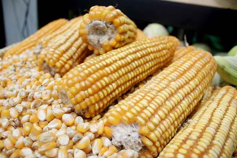 bahan baku pakan ternak