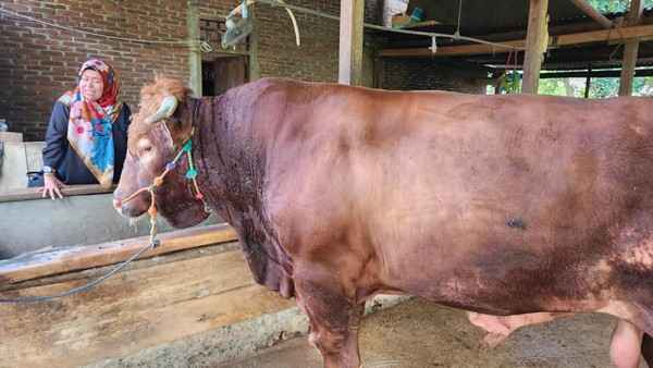 sapi berat 1 ton