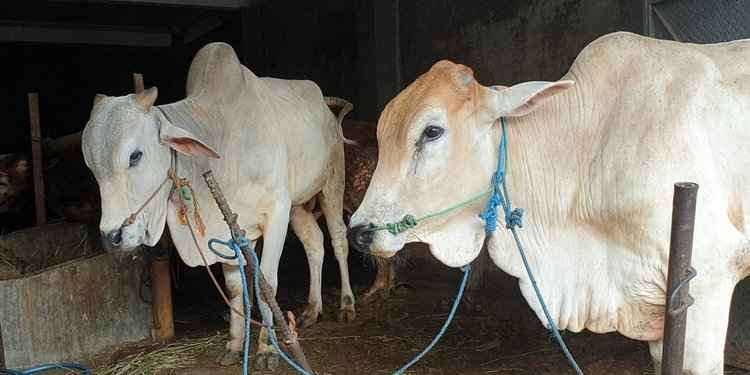 Sapi kurban Presiden Jokowi