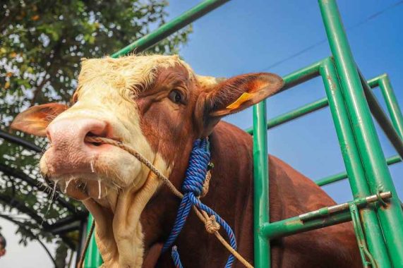 Sapi kurban Presiden Jokowi
