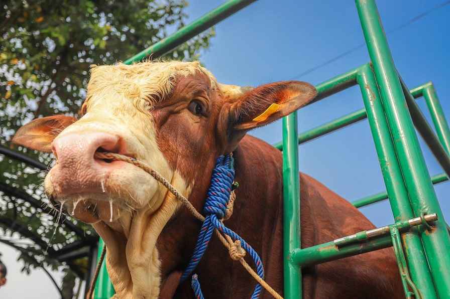 Sapi kurban Presiden Jokowi
