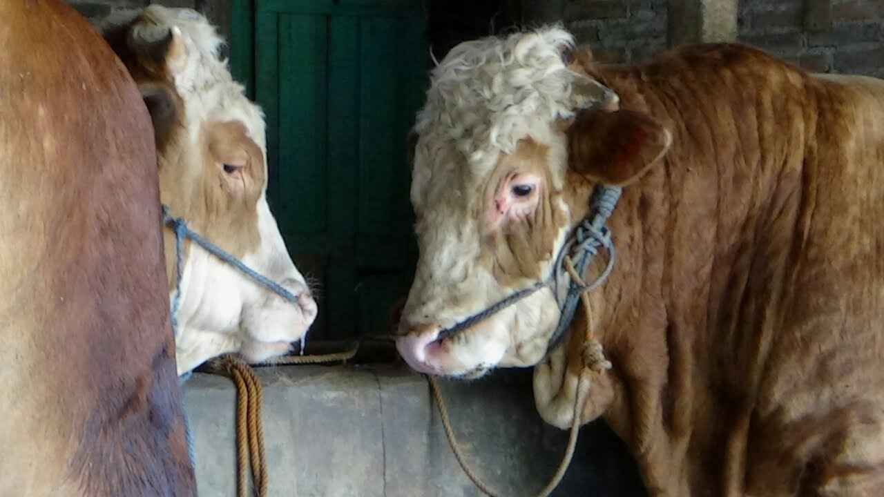 Sapi kurban Presiden Jokowi