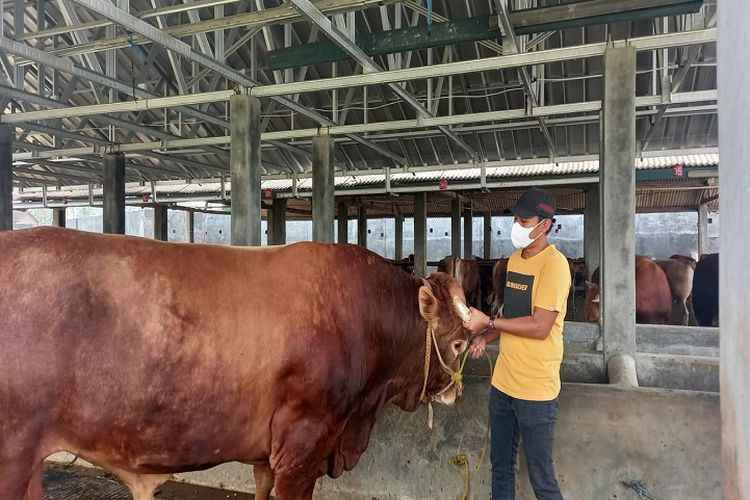 Sapi kurban