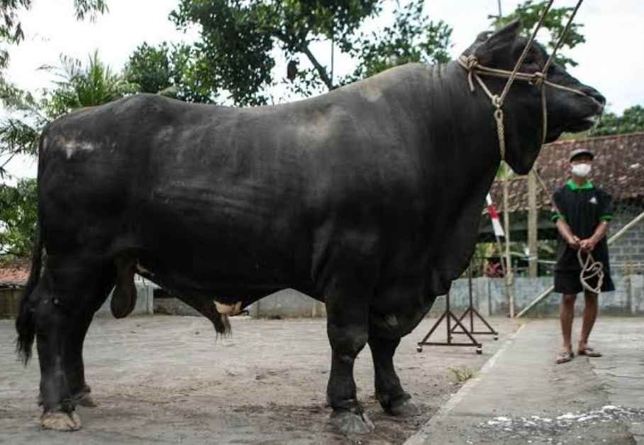 sapi berat 1 ton