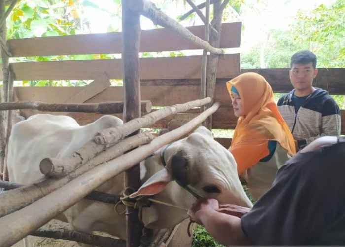 Pencegahan Penyakit Ternak