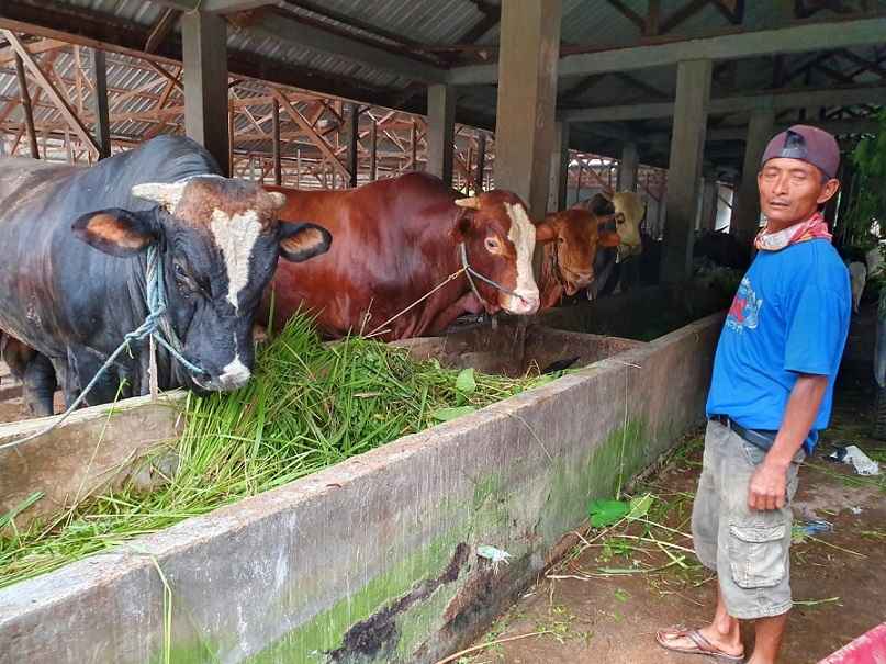 penyakit hewan ternak