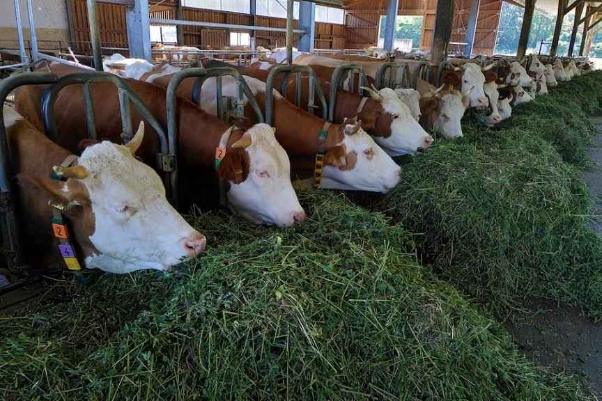 penyakit hewan ternak