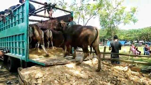 budidaya sapi potong