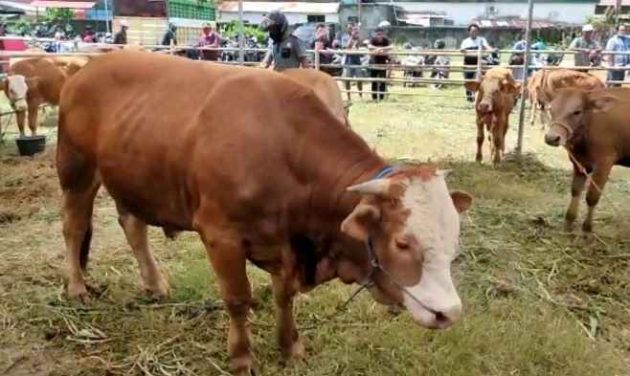 budidaya sapi potong
