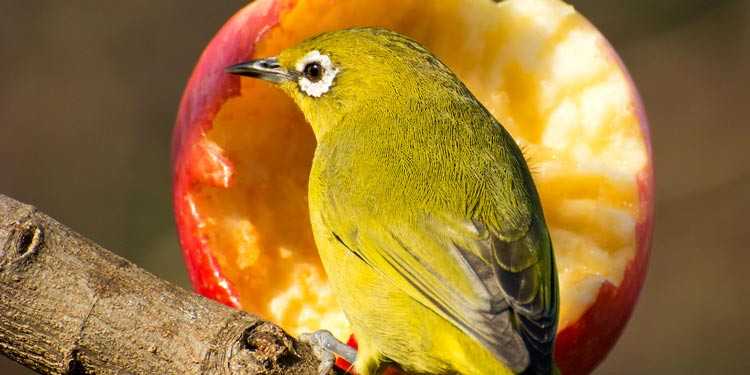 Makanan Burung Pleci Terbaik Agar Bunyi Melengking