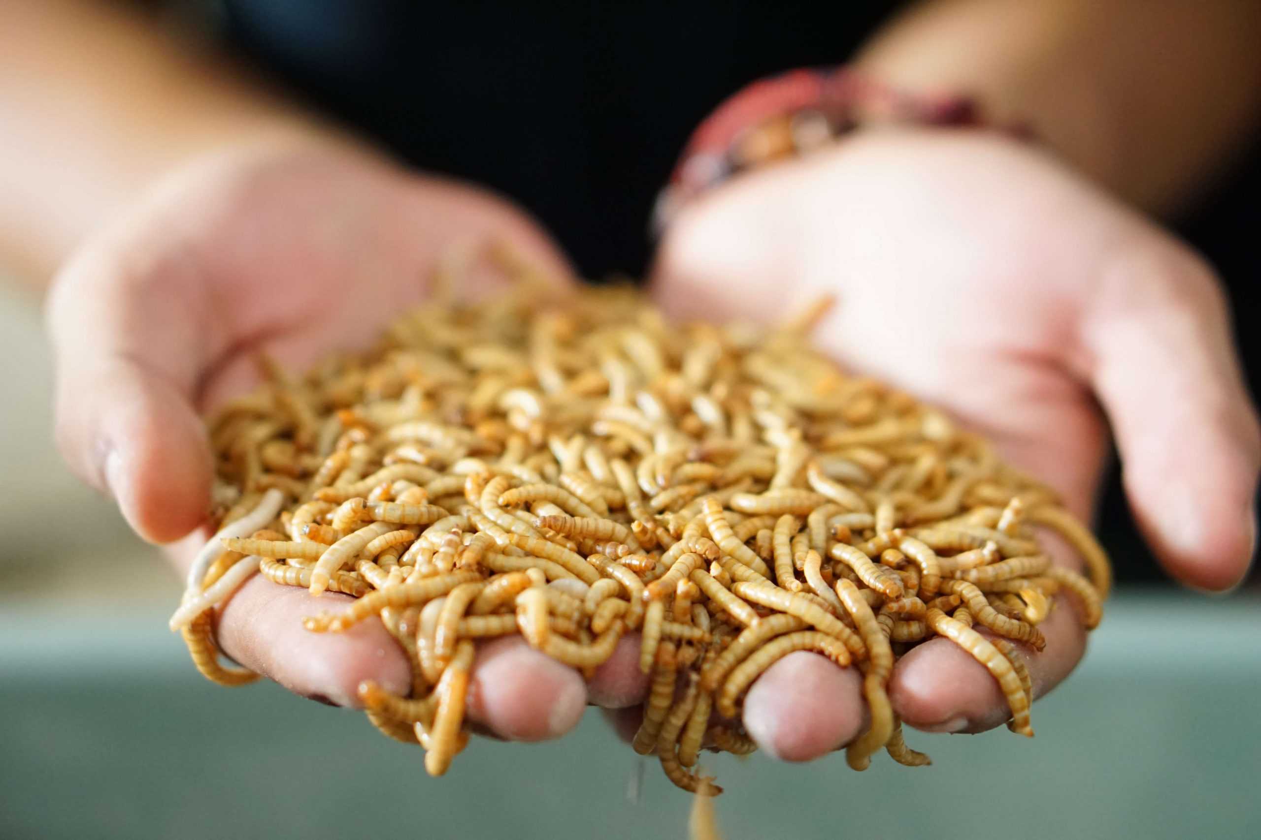 Rekomendasi Makanan Burung Prenjak