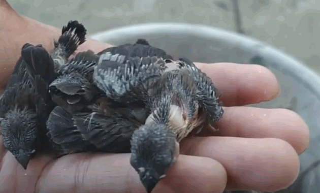 Tips Merawat Burung Emprit Agar Rajin Bunyi