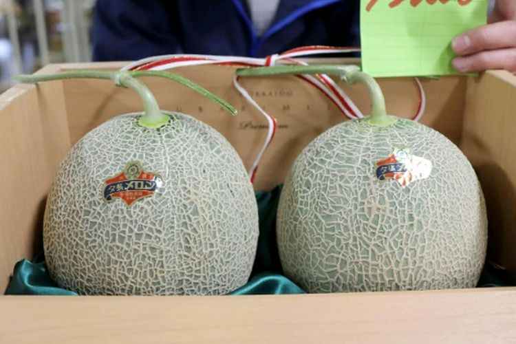 Alternatif Cara Menanam Melon di Rumah dengan Mudah