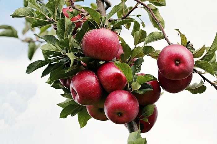 Apa Saja Syarat Tumbuh Tanaman Apel