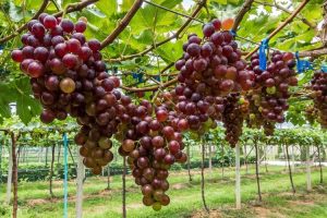 Inilah Berbagai Syarat Tumbuh Tanaman Anggur Yang Wajib Anda Ketahui!