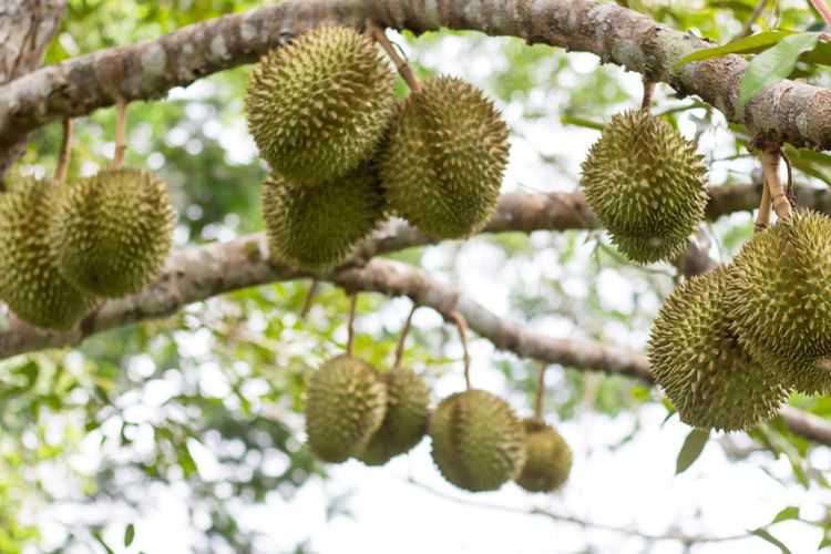 Perhatikan 4 Syarat Tumbuh Tanaman Durian Agar Budidaya Berhasil