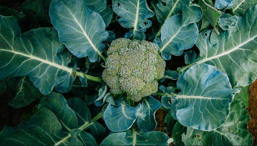 Syarat Tumbuh Tanaman Brokoli