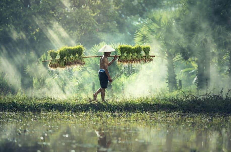 sistem pertanian Indonesia 