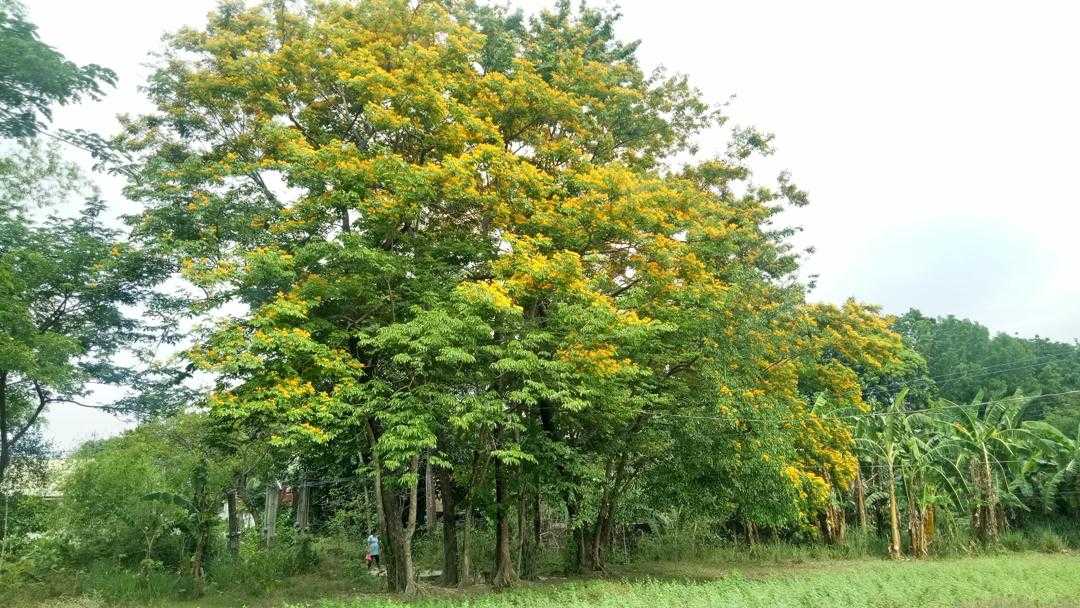Klasifikasi Dan Morfologi Tanaman Angsana (Pterocarpus Indicus)