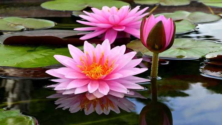 Morfologi Bunga Lotus