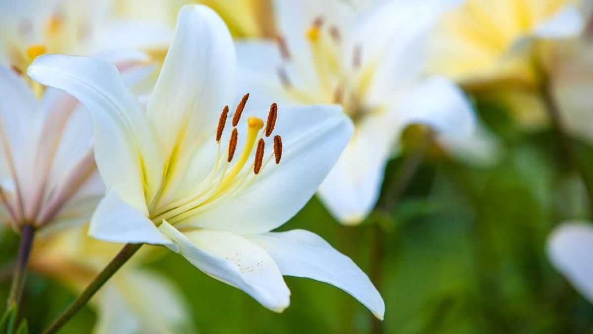 Klasifikasi dan Morfologi Bunga Lily (Lilium L.)