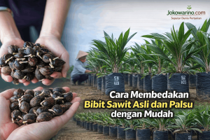 10+ Cara Membedakan Bibit Sawit Asli dan Palsu dengan Mudah