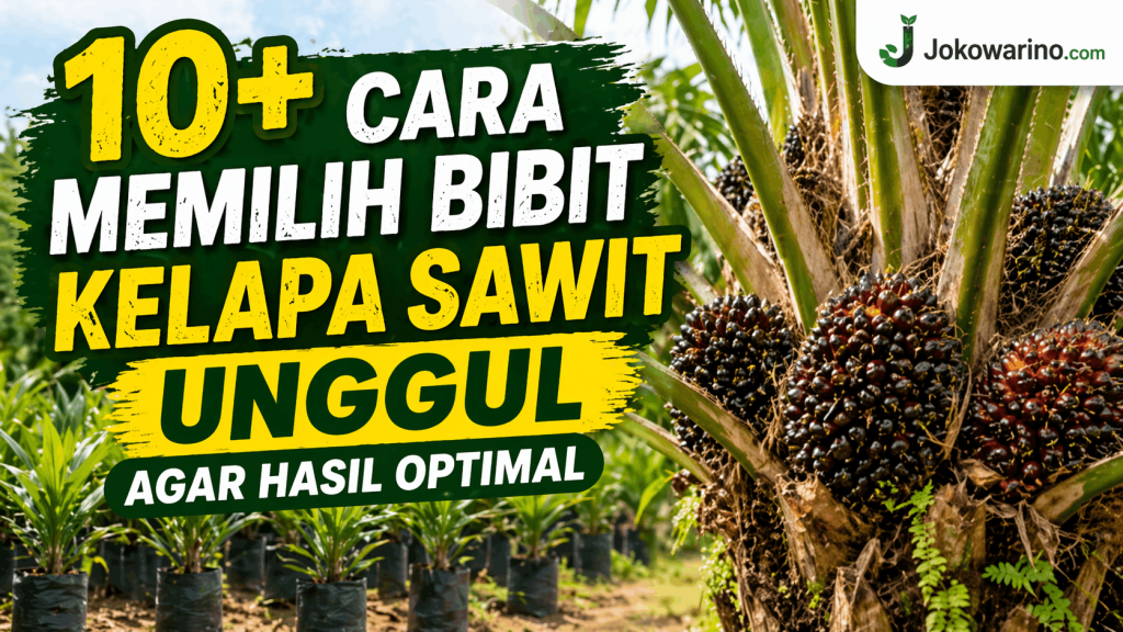 10+ Cara Memilih Bibit Kelapa Sawit Unggul Agar Hasil Optimal