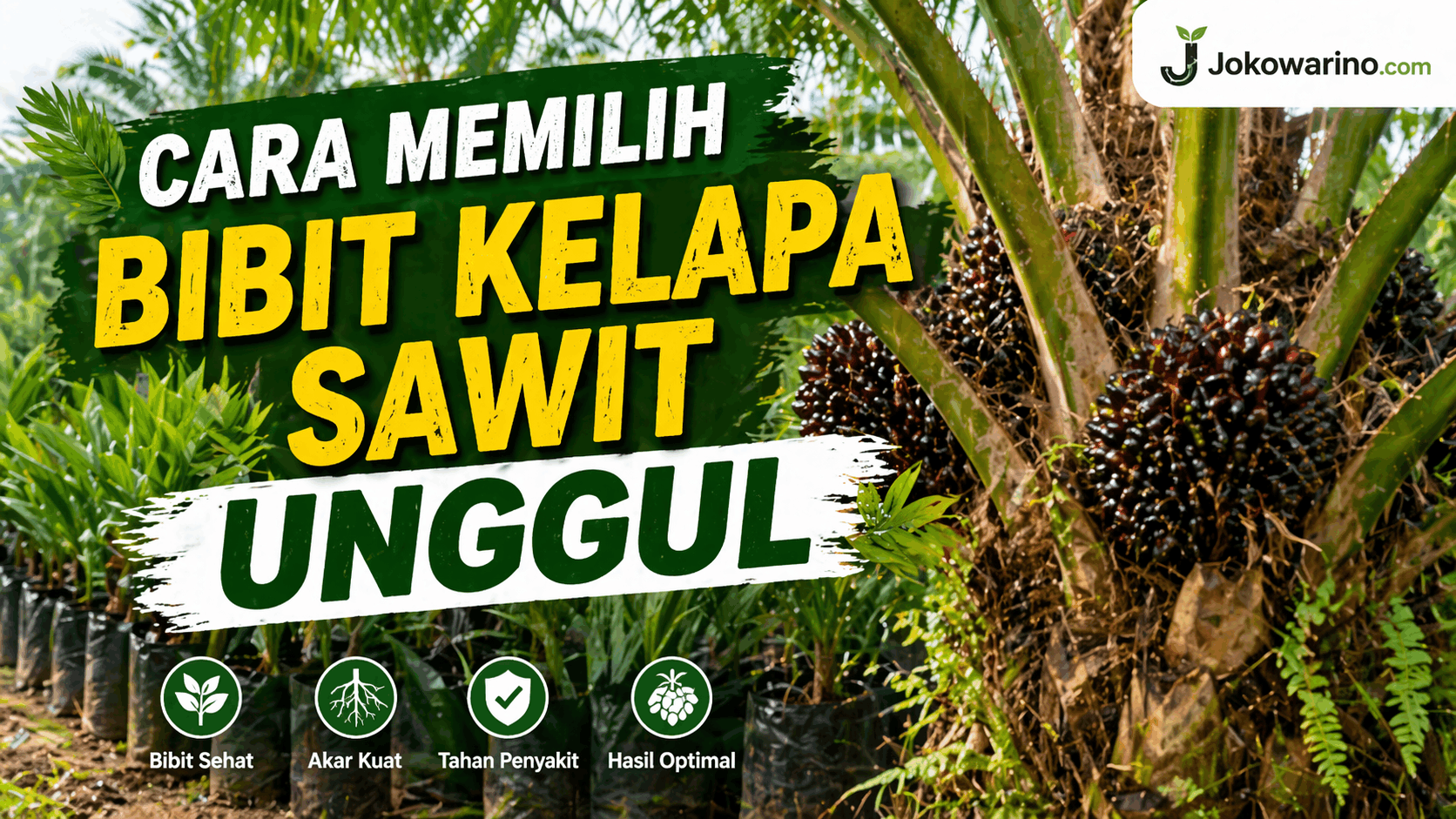 Cara Memilih Bibit Kelapa Sawit Unggul