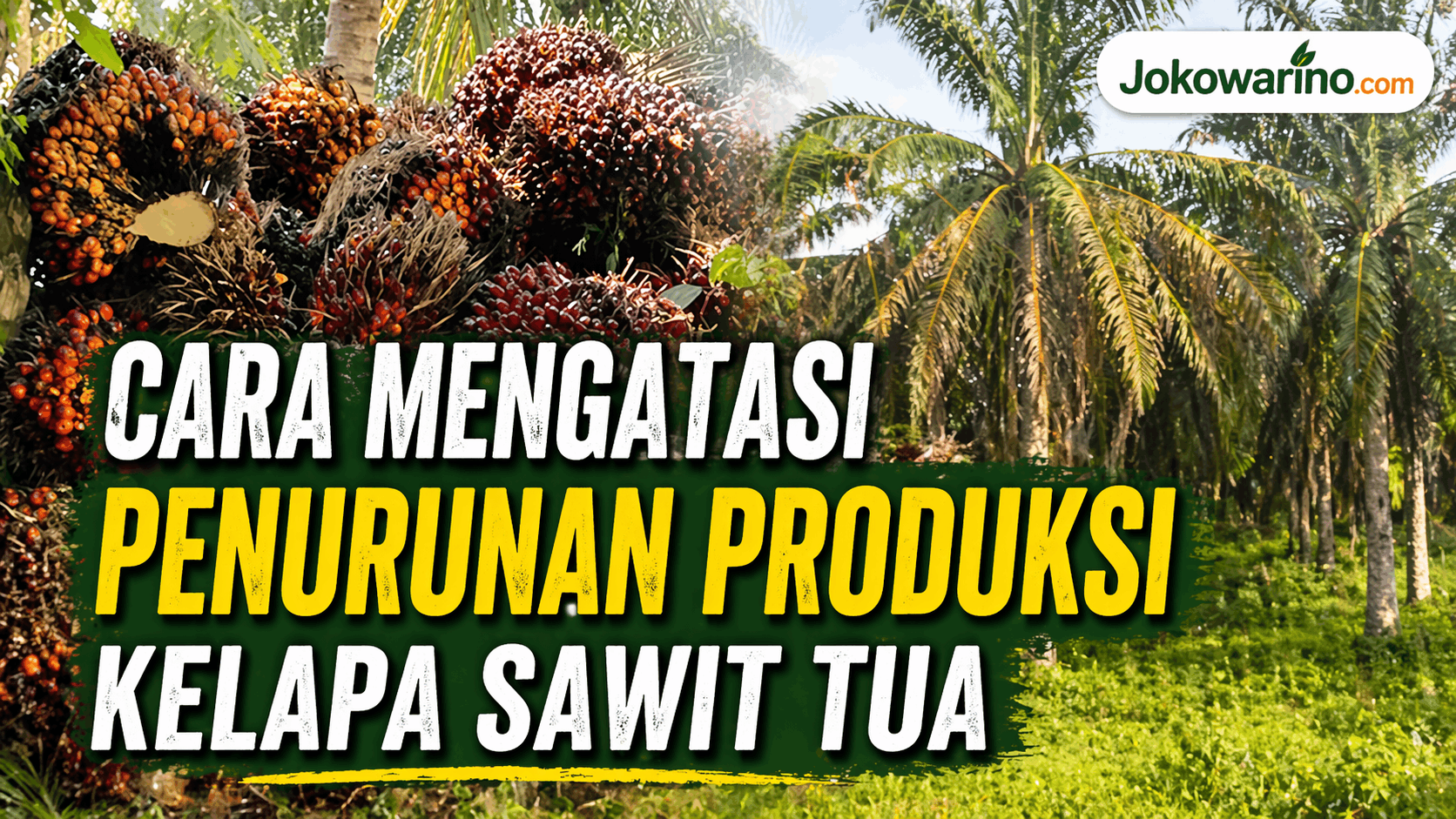 Cara Mengatasi Penurunan Produksi Kelapa Sawit Tua