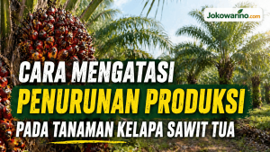 Cara Mengatasi Penurunan Produksi pada Tanaman Kelapa Sawit Tua