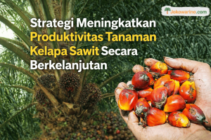 Inilah Strategi Meningkatkan Produktivitas Tanaman Kelapa Sawit Secara Berkelanjutan