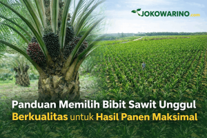 Panduan Memilih Bibit Sawit Unggul Berkualitas untuk Hasil Panen Maksimal